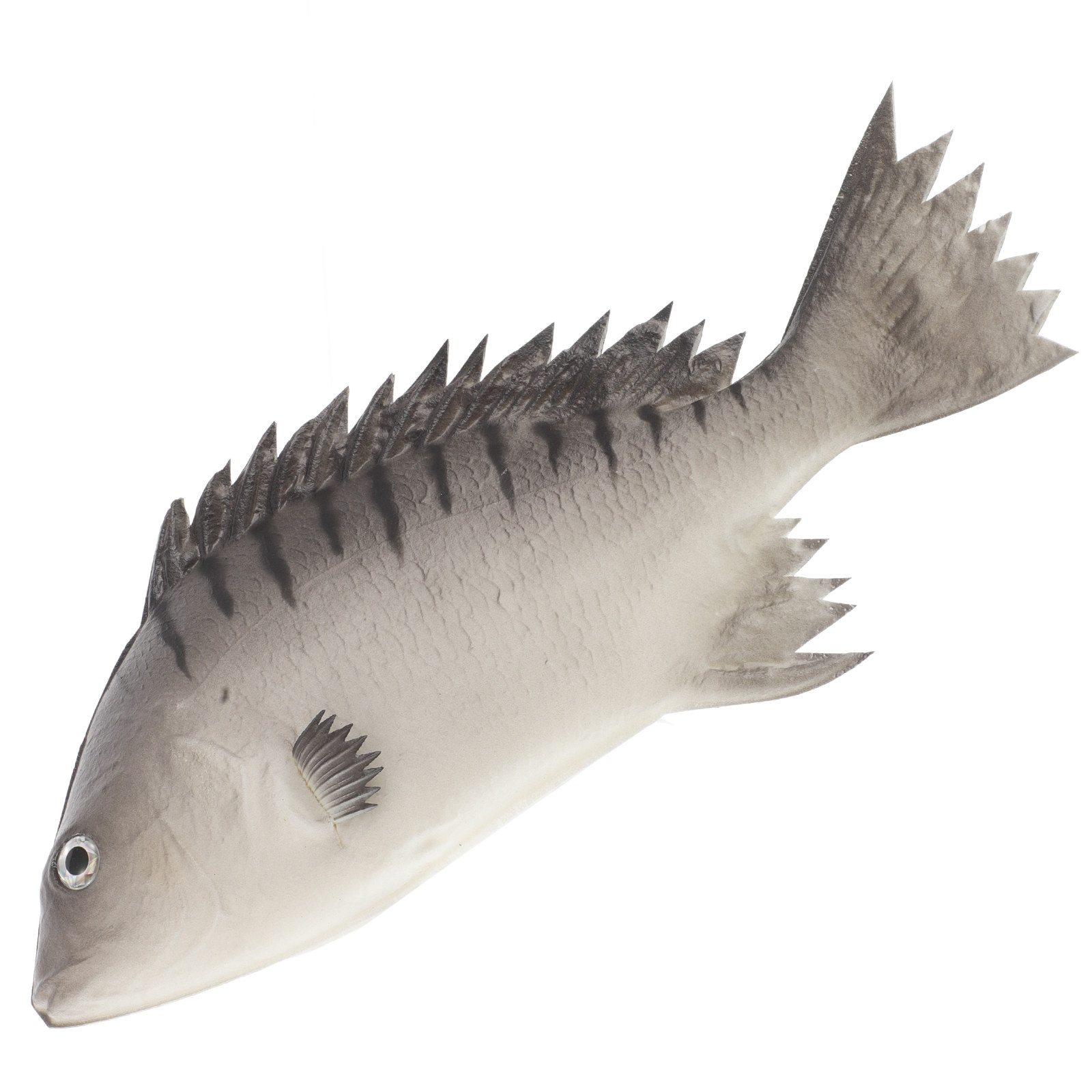 Realistic Simulation Fish Deco – обзор и цена Photography Simulator